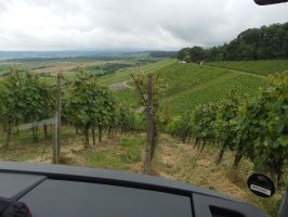 Fahrerische Meisterleistung - mit einem großen Reisebus im Weinberg!