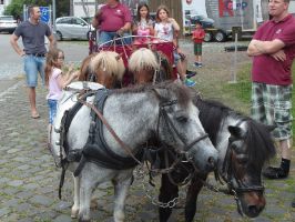Kutschfahrten mit dem Team vom Ponyhof Müller