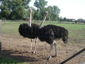 Zwei männliche Blauhalsstrauße im Gehege